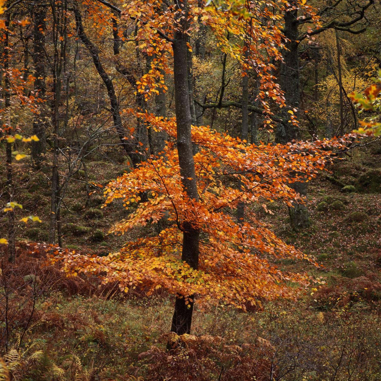 Autumn Beech tree, Hasselblad 501cm, Fujifilm Velvia 50 landscape fall photography, thomas heaton