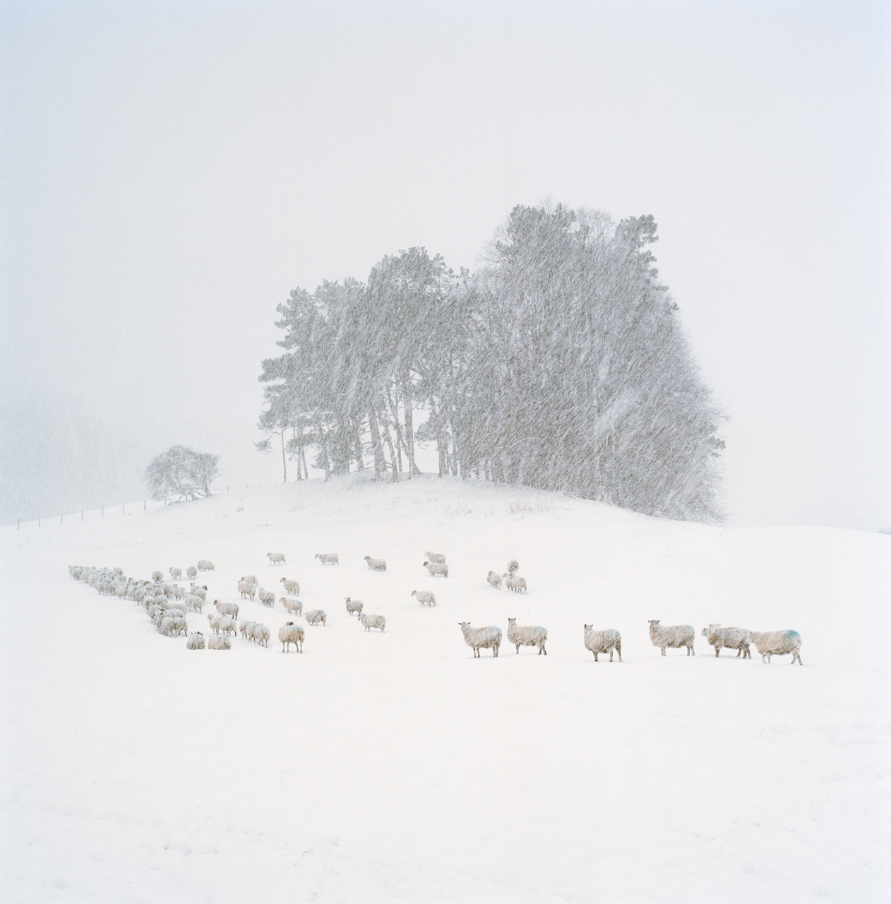 Rural Northumberland, Hasselblad 501cm Kodak Portra 160 snow, thomas heaton